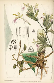 Malabar cardamom, Elettaria cardamomum Malabar cardamom, Elettaria cardamomum