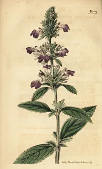 Malabar catmint, Anisomeles malabarica Malabar catmint, Anisomeles malabarica