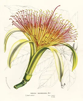 Malabar chestnut or money tree, Pachira aquatica Malabar chestnut or money tree, Pachira aquatica