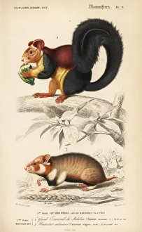 Malabar giant squirrel, Ratufa indica Malabar giant squirrel, Ratufa indica