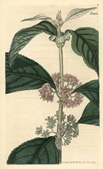 Malabar hoary callicarpa, Callicarpa cana Malabar hoary callicarpa, Callicarpa cana
