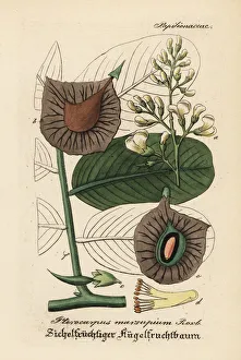 Malabar kino, Indian kino tree or vijayasar Malabar kino, Indian kino tree or vijayasar