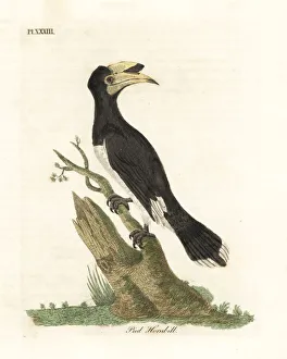 Malabar pied hornbill, Anthracoceros coronatus Malabar pied hornbill, Anthracoceros coronatus