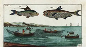 Malabar thryssa, Bloch's gizzard shad Malabar thryssa, Bloch's gizzard shad