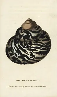 Malabar Tiger Shell Print, 1800 Handcolored Engraving