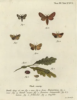 Malacosoma franconicum moth and festoon, Apoda limacodes Malacosoma franconicum moth and festoon, Apoda limacodes