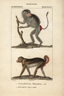 Male Hamadryas baboon, Papio hamadryas Male Hamadryas baboon, Papio hamadryas