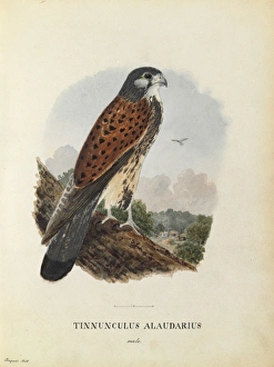 Male Kestrel Watercolour Plate 1. Aug 1848 Male Kestrel Watercolour Plate 1. Aug 1848
