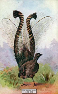 New images grenville collins collection/male lyrebird huge tail fanned courtship New images grenville collins collection/male lyrebird huge tail fanned courtship