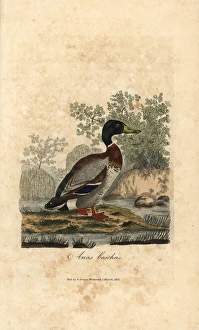 Mallard, Anas boschas, wild duck, Anas platyrhynchos Mallard, Anas boschas, wild duck, Anas platyrhynchos