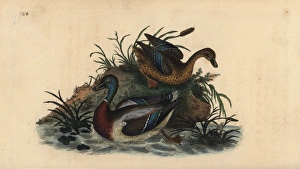 Mallard ducks, Anas platyrhynchos, male and female pair Mallard ducks, Anas platyrhynchos, male and female pair