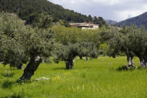 Mallorca, Spain, Valldemossa - Farmhouse Mallorca, Spain, Valldemossa - Farmhouse