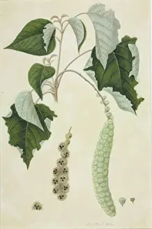 Botanical Drawings China Prints: Mallotus sp