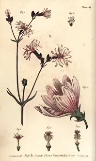 Mallow, Malva sylvestris, and ragged robin Mallow, Malva sylvestris, and ragged robin