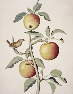 Dicotyledon Plant Illustrations Prints: Malus sp. apple tree and wren