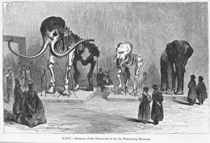 Placental Mammal Pictures Prints: Mammoth