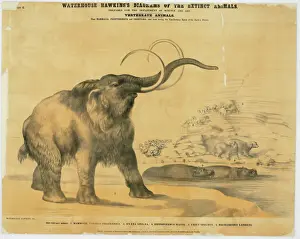 Victorian Era Illustration Prints: Mammoth and Hyaena