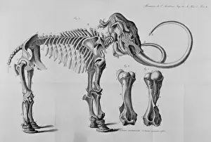 Prints of Plate 10 from Memoires de L Acadamie Imperiale des Sciences, Vol 5, 1815 Elephantidae Prints: Mammoth Skeleton Drawing Print, 1815
