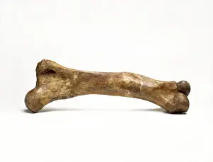 Primigenius Prints: Fossilised Woolly Mammoth Thigh Bone Print, 40,000 years old