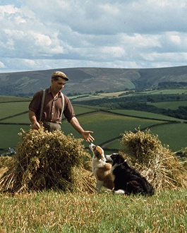 Man and dogs in cornfield, Countisbury, Somerset Man and dogs in cornfield, Countisbury, Somerset