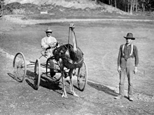 Man driving an Ostrich as a trotting horse in America Man driving an Ostrich as a trotting horse in America