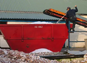Man on gate outside seafood processing factory shovels ice Man on gate outside seafood processing factory shovels ice