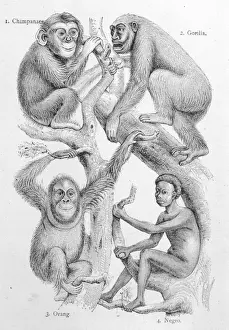 Human Evolutionary History Prints: Man and other Primates