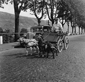 Man riding in a cart pulled along by three dogs, Germany Man riding in a cart pulled along by three dogs, Germany