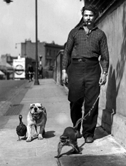 Man taking monkey, dog and duck for a walk Man taking monkey, dog and duck for a walk