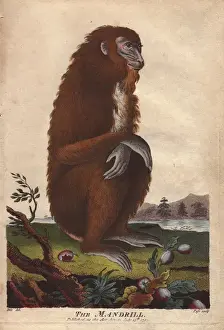 Universal System Of Natural History Prints: Mandrill, Mandrillus sphinx