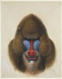 Prints of Watercolour and bodycolour by John Keulemans, 1907 Date: 1907 Mandrill Prints: Mandrillus sphinx Watercolour Print, 1907