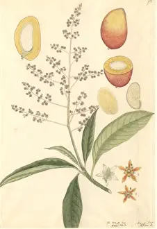 Dicotyledon Plant Illustrations Prints: Mangifera sp. mango