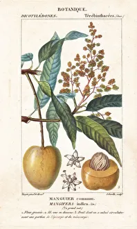 Mango fruit and section, Mangifera indica Mango fruit and section, Mangifera indica