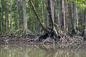 Mangrove forest in the valley of a river in Sabang Mangrove forest in the valley of a river in Sabang