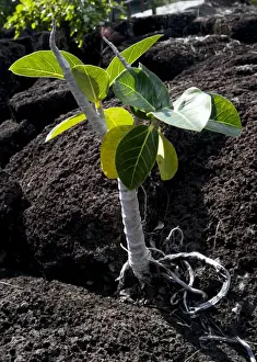 Basalt Rock Formations In Water Prints: Mangrove tree sapling