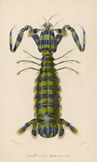 Ocean Creatures Prints: Mantis Shrimp