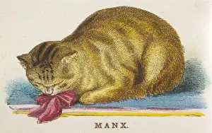 Prints of A first prize-winning Manx cat, a breed noted for its lack of a tail, owned by P. Williams Esq Manx Prints: Print of a First Prize Winning Manx Cat