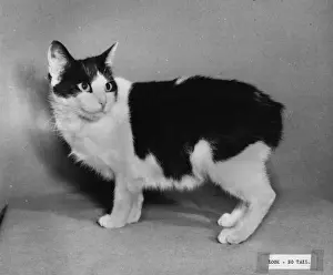 1950s Manx Cat Print - No Tail