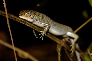 A Many-lined Sun Skink (?) sleeps at night on a A Many-lined Sun Skink (?) sleeps at night on a
