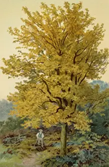 Field Maple Prints: MAPLE TREE