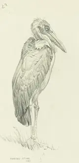 Raymond Sheppard Artwork Prints: Marabou Stork