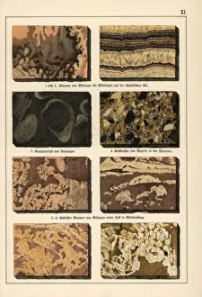 Natural History Museum Prints: Marble varieties