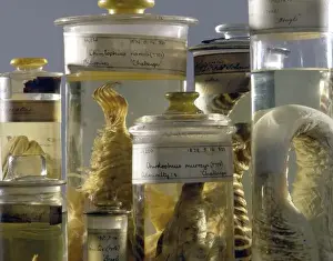 Natural History Museum Exhibits Prints: Marine specimens