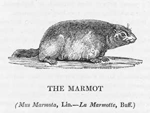 Marmot (Bewick) mus marmota Print