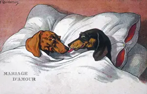Dog Prints: Print of Two Dachshunds in Bed