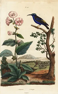 Marshmallow and purple honeycreeper Marshmallow and purple honeycreeper