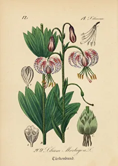 Martagon lily or Turk's cap lily, Lilium martagon Martagon lily or Turk's cap lily, Lilium martagon