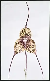 Victorian Orchid Illustration Prints: Masdevallia chimaera, orchid