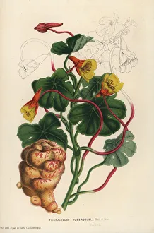 Mashua or tuberous nasturtium, Tropaeolum tuberosum Mashua or tuberous nasturtium, Tropaeolum tuberosum