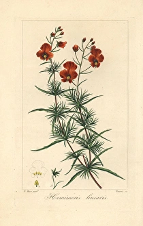 Mask flower, Alonsoa meridionalis, native to South America Mask flower, Alonsoa meridionalis, native to South America